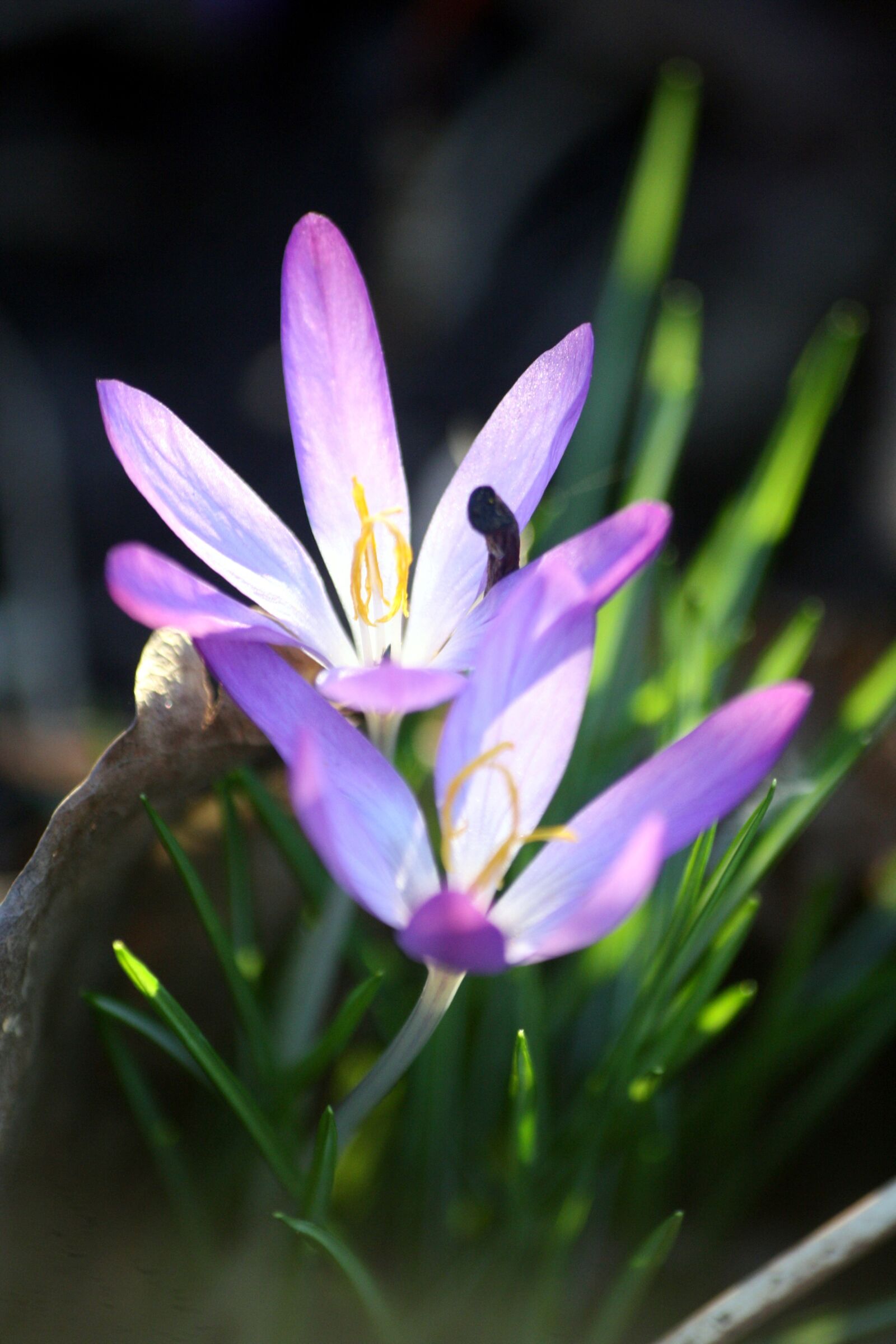 Canon EOS 1000D (EOS Digital Rebel XS / EOS Kiss F) sample photo. Crocus, duet, flowers photography