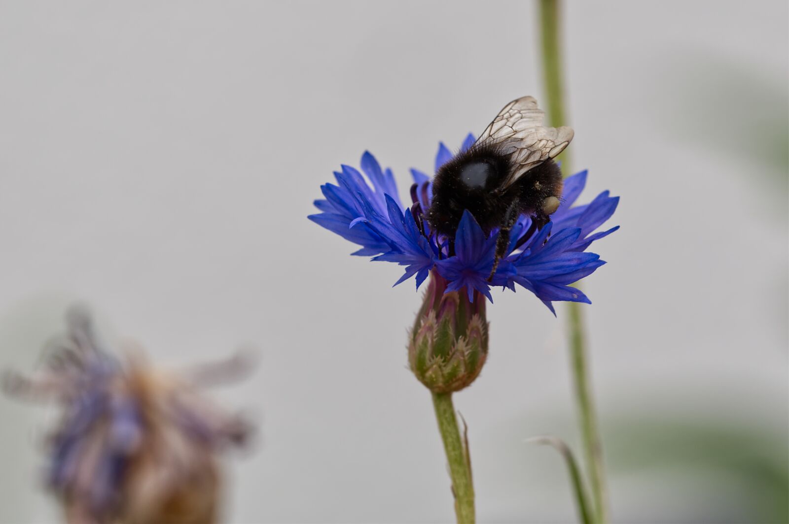 Nikon D5500 sample photo. Flower, blossom, bloom photography