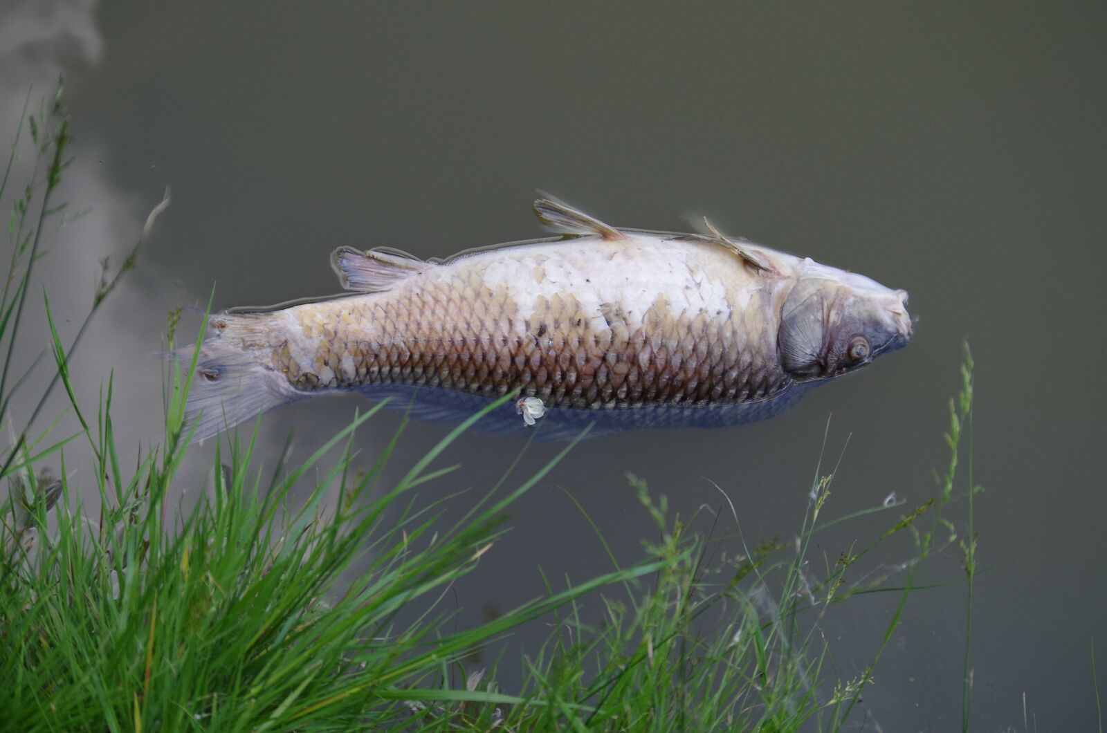 Pentax K-500 sample photo. Dead, fish, carcass photography