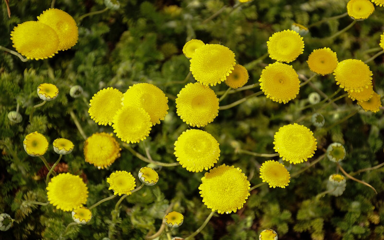 Nikon D90 sample photo. Plants, nature, flower photography