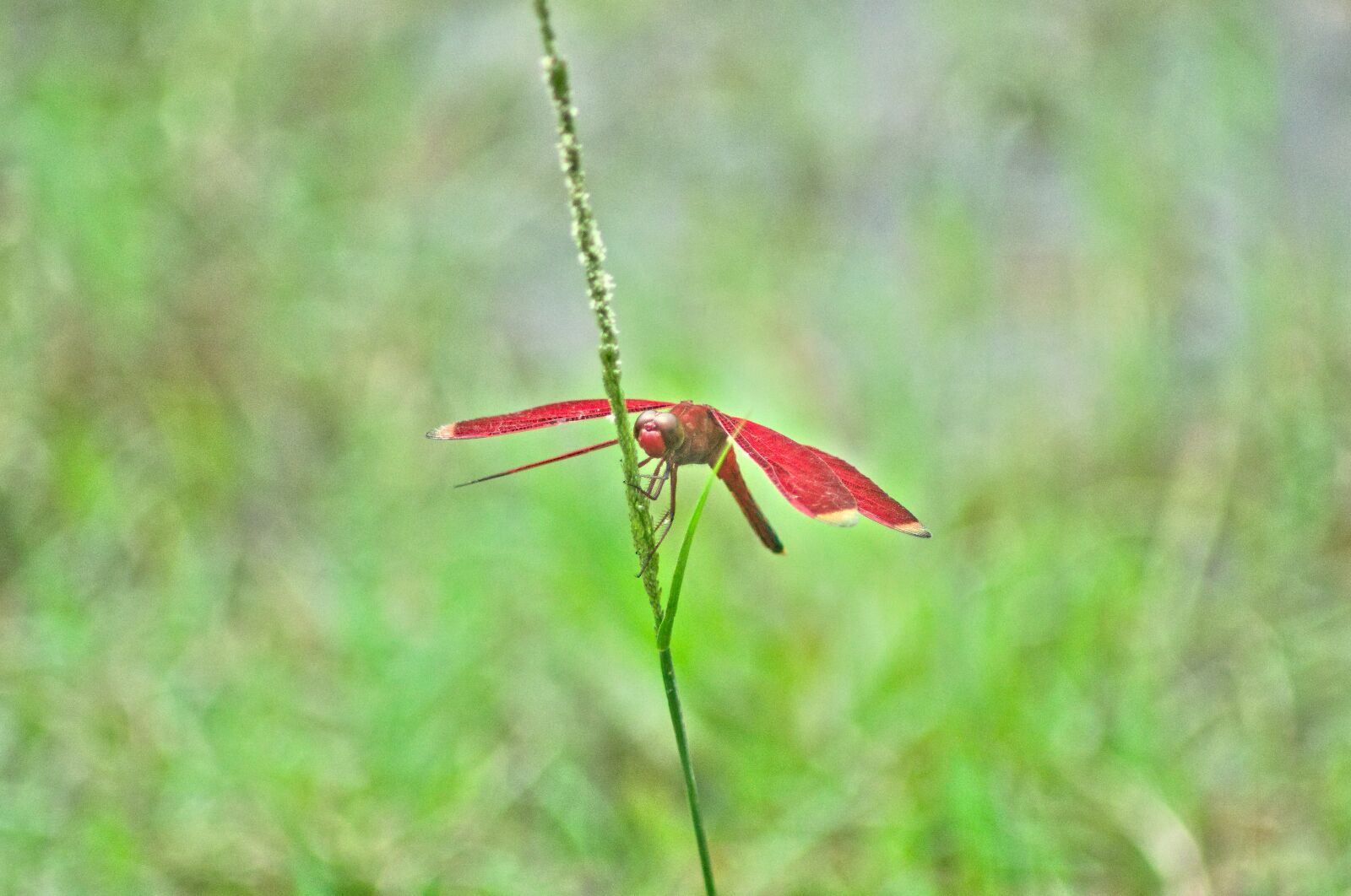 Nikon D3100 sample photo. Dragonfly, red dragonfly, insect photography