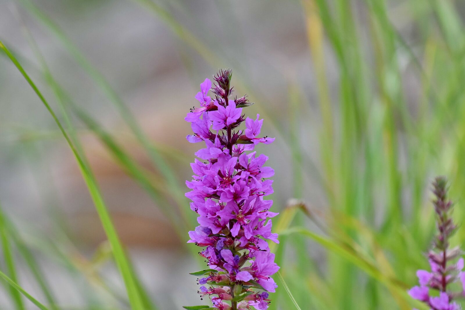 Nikon D5500 sample photo. Detail, green grass, lavender photography