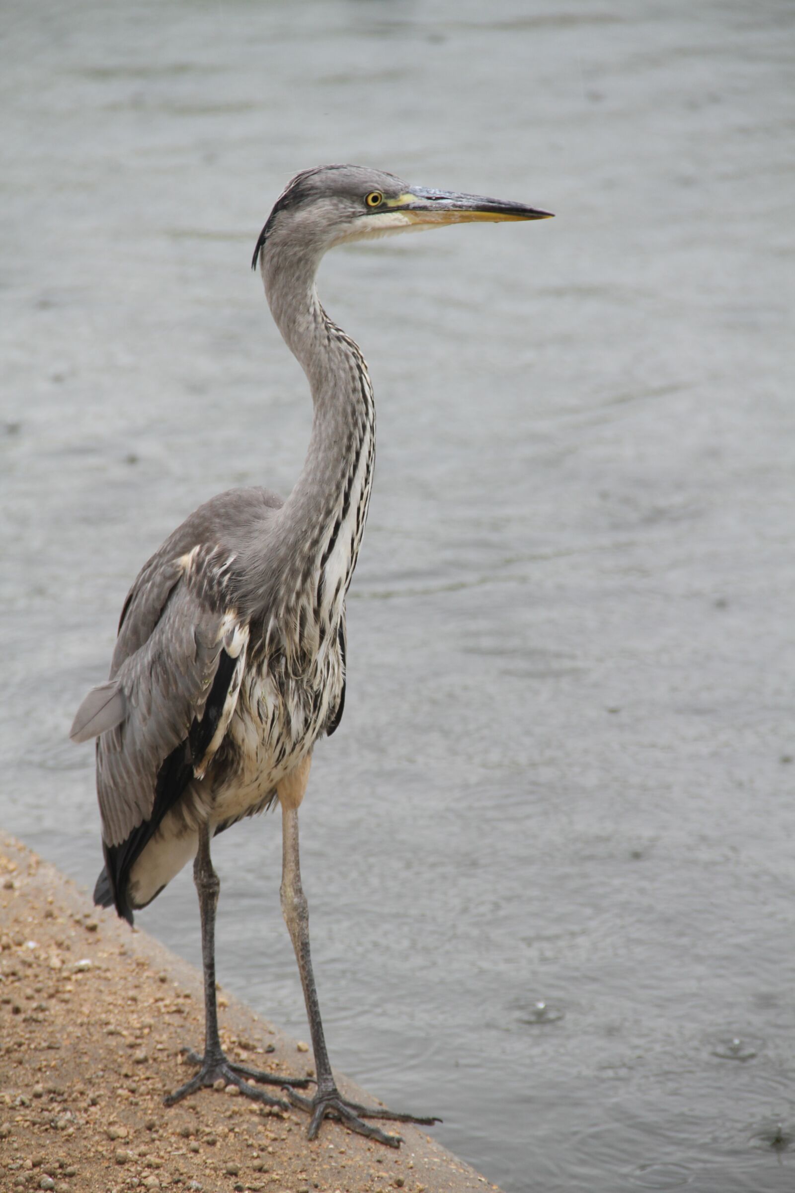 Canon EOS 7D sample photo. Bird, animal, gaga photography