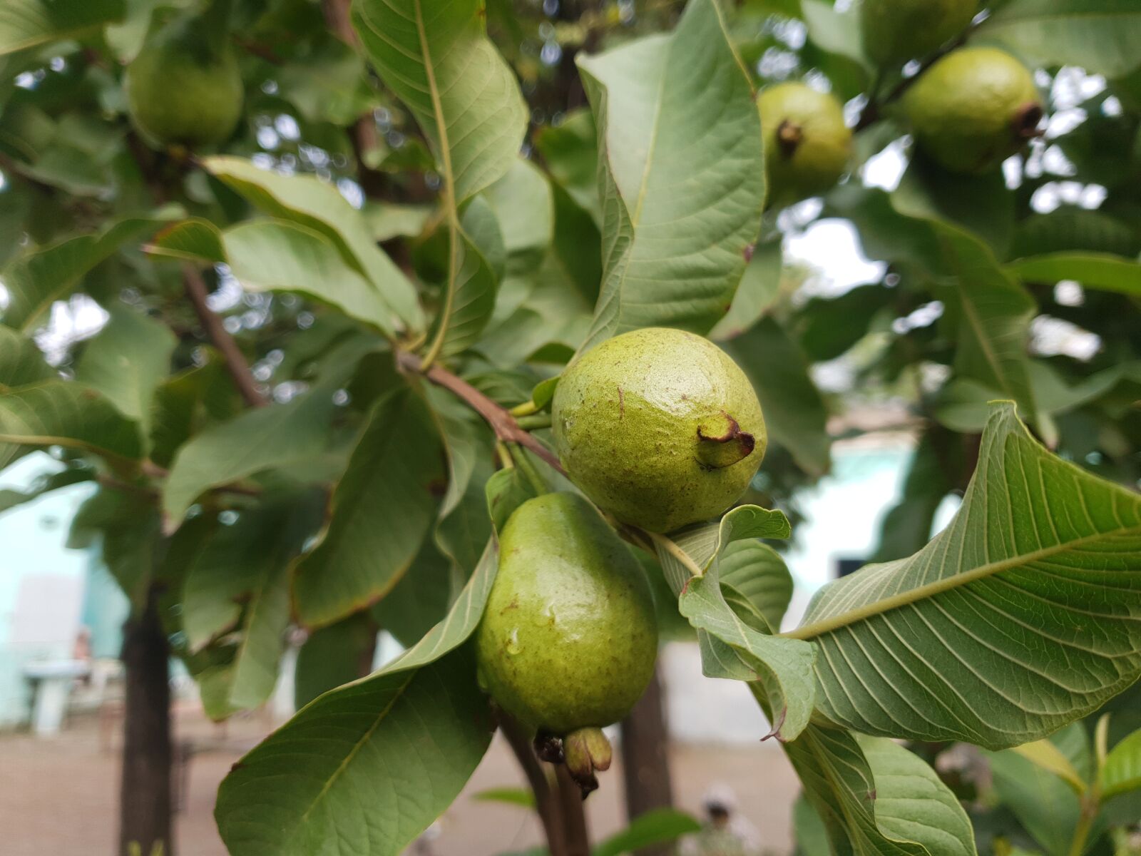 Samsung Galaxy S9 sample photo. Guava, fruit, tree photography