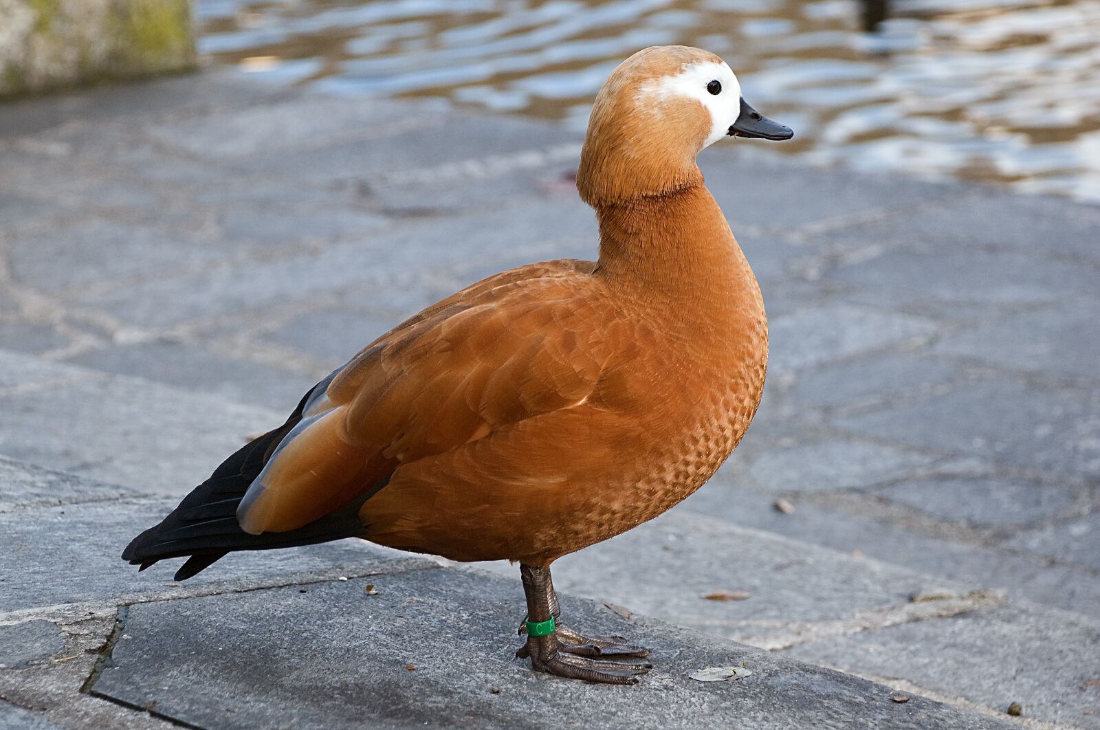 Nikon D80 sample photo. Ruddy shelduck, ruddy, bird photography