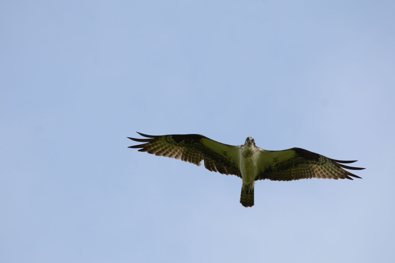 Nikon D7100 sample photo