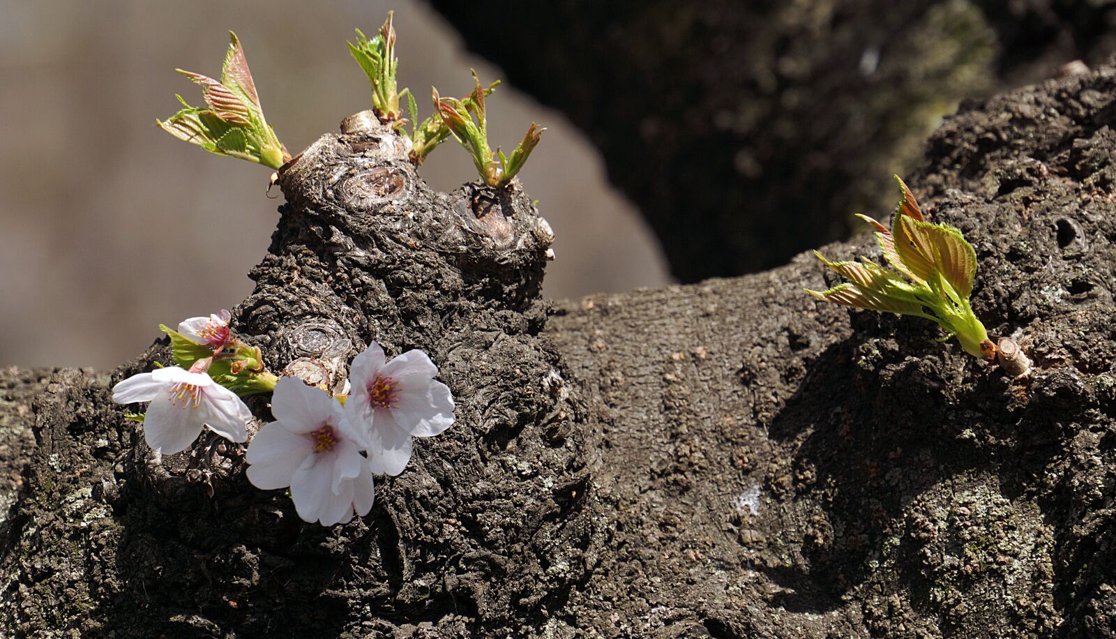 Sony E 18-200mm F3.5-6.3 OSS sample photo. Cherry, blossom, spring photography