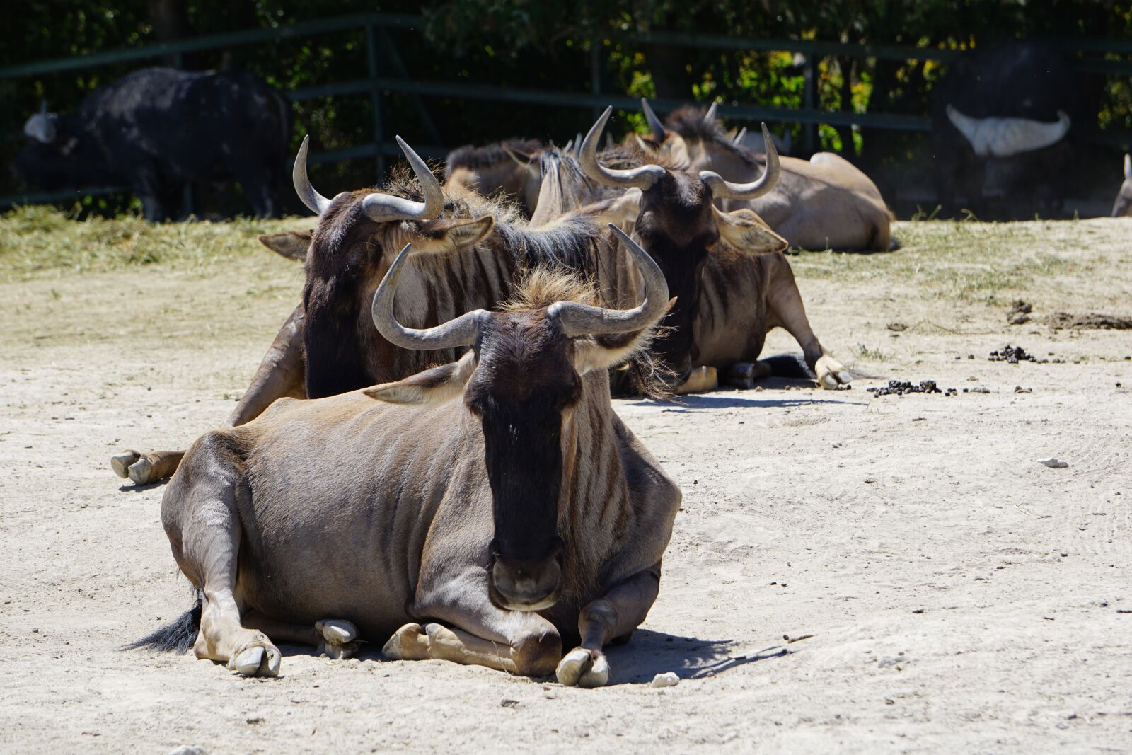 Sony a5100 sample photo. Safari, animals, africa photography