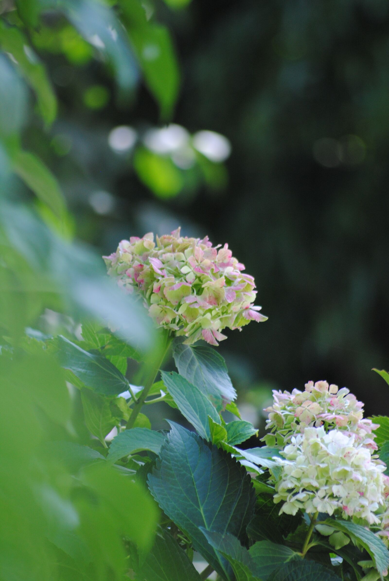 Nikon D3000 sample photo. Hydrangea, garden, green photography