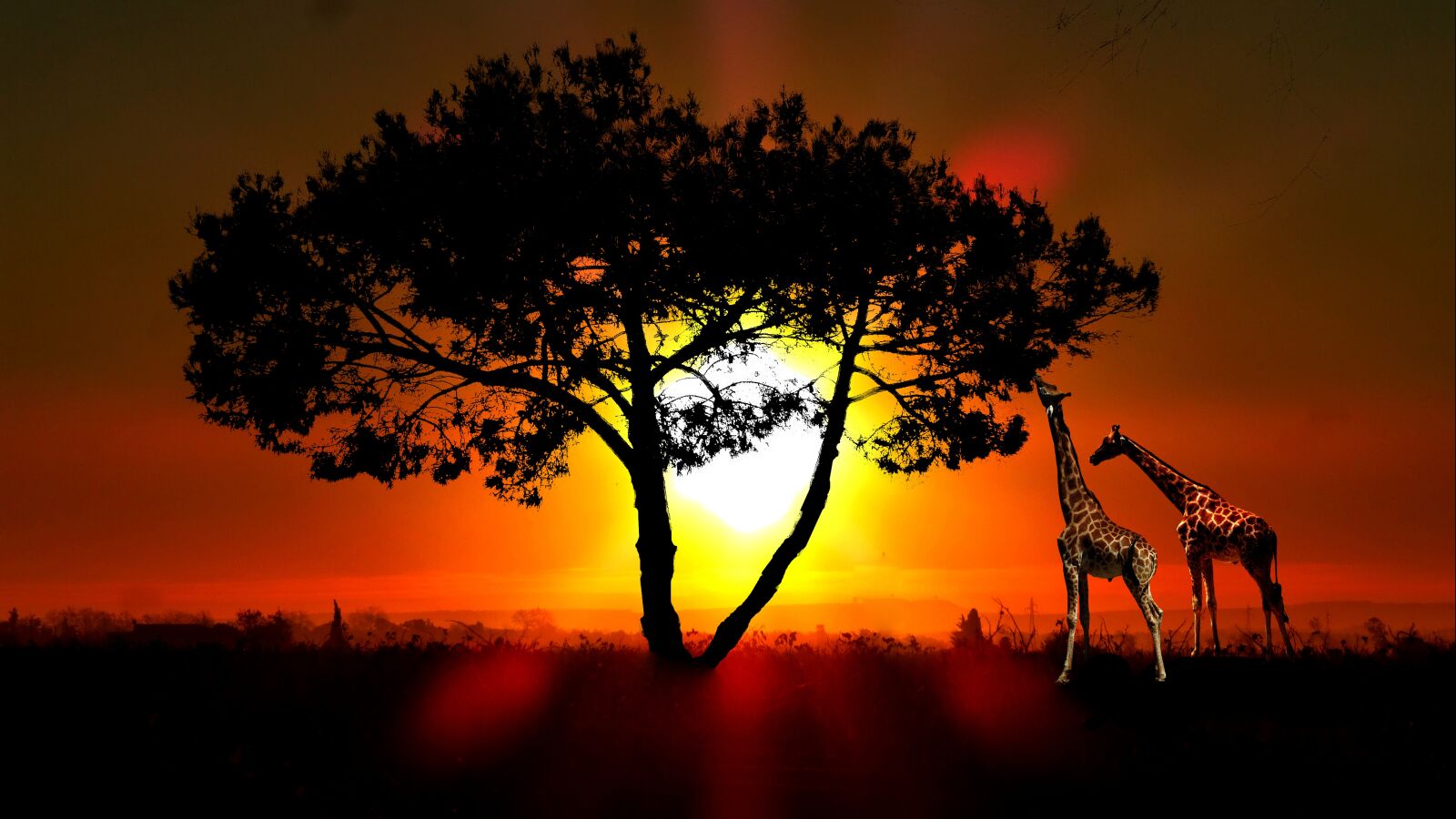 Panasonic Lumix DMC-ZS25 (Lumix DMC-TZ35) sample photo. Sunset, giraffes, nature photography
