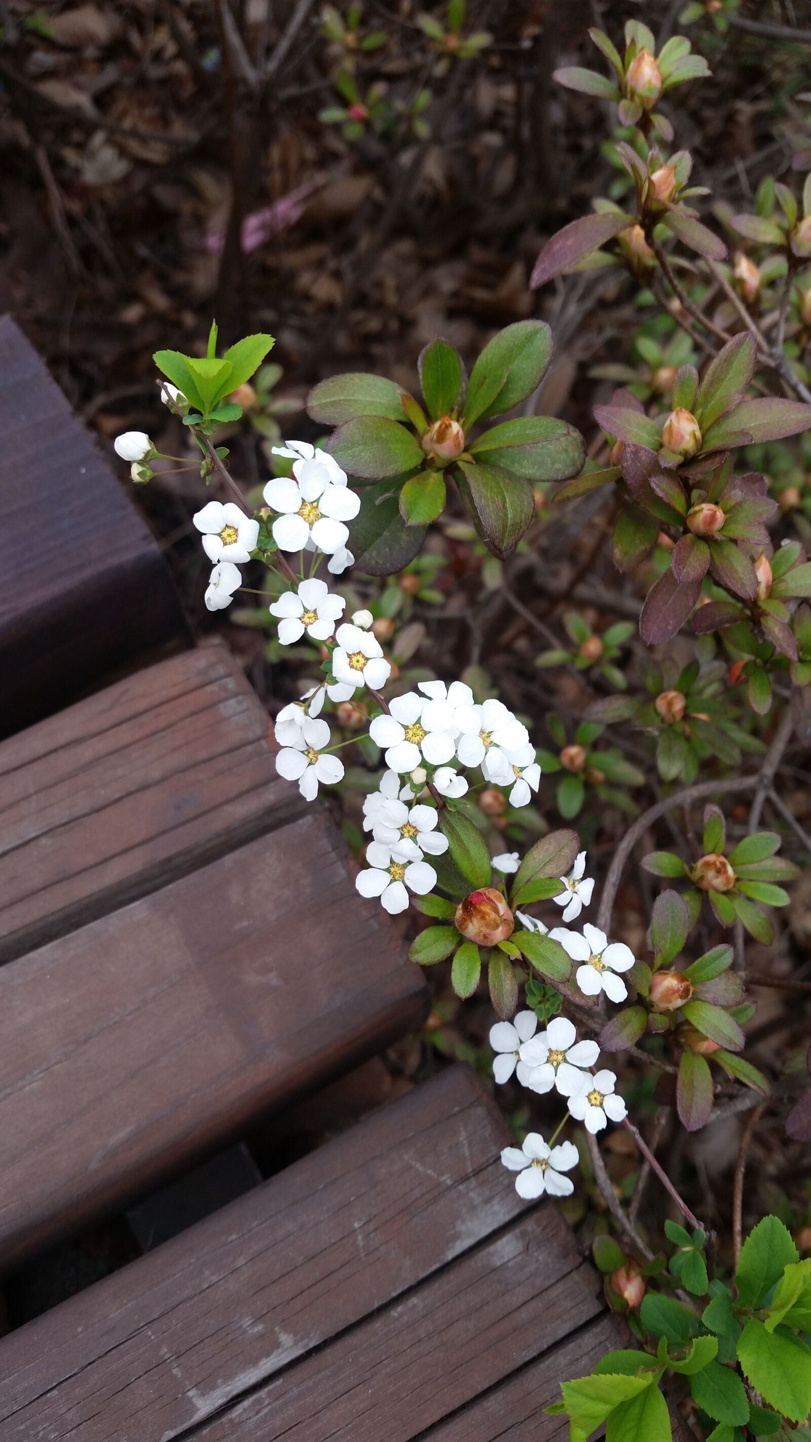 Samsung Galaxy S5 sample photo. Flowers, wildflower, plants photography