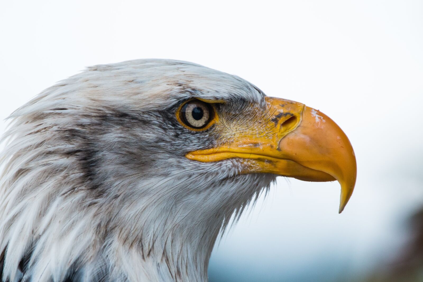 150-600mm F5-6.3 DG OS HSM | Contemporary 015 sample photo. Bald eagle, haliaeetus leucocephalus photography