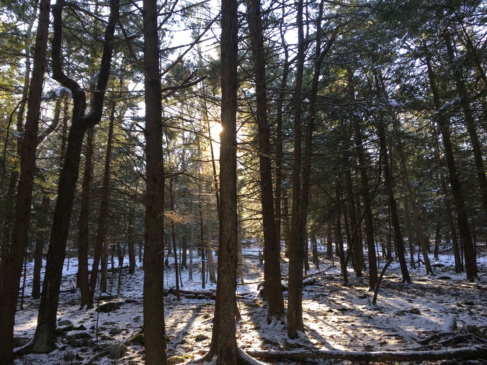 Apple iPhone 6s sample photo. Pine trees, sunlight, shining photography