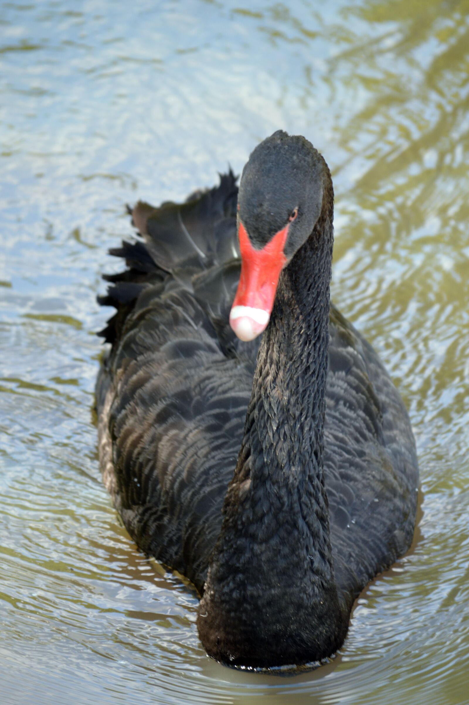 Nikon D3200 sample photo. Black swan, swan, nature photography