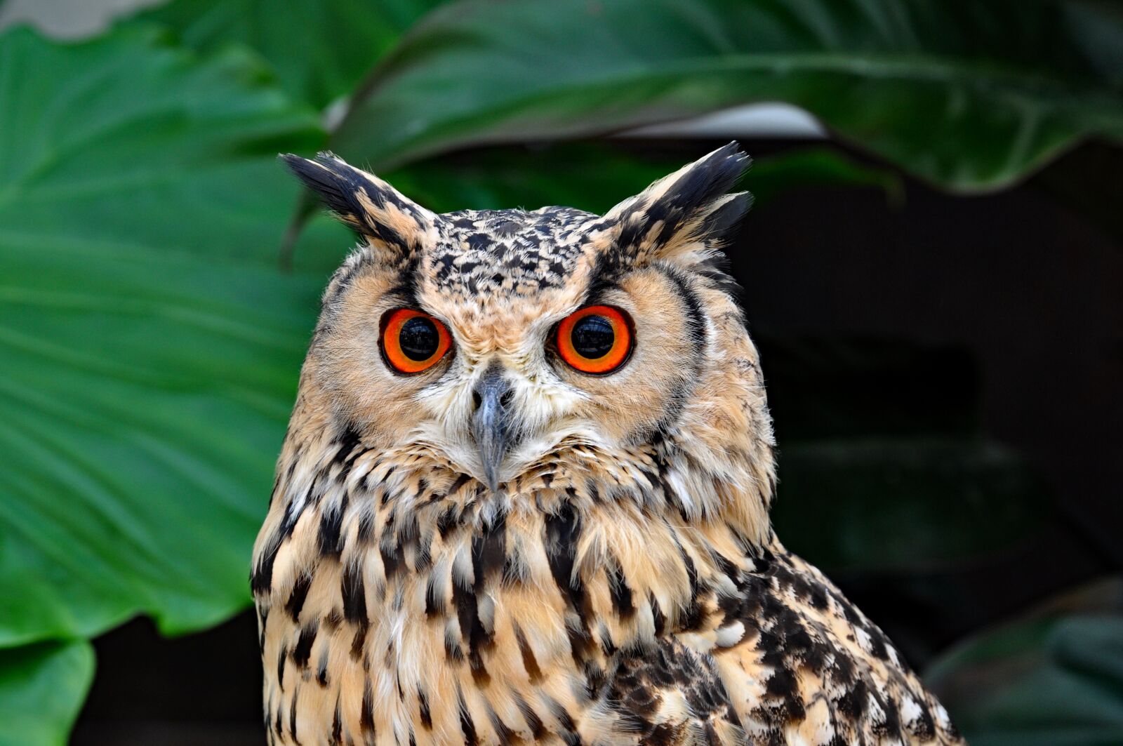 Nikon D90 sample photo. Owl, bird, birds of photography
