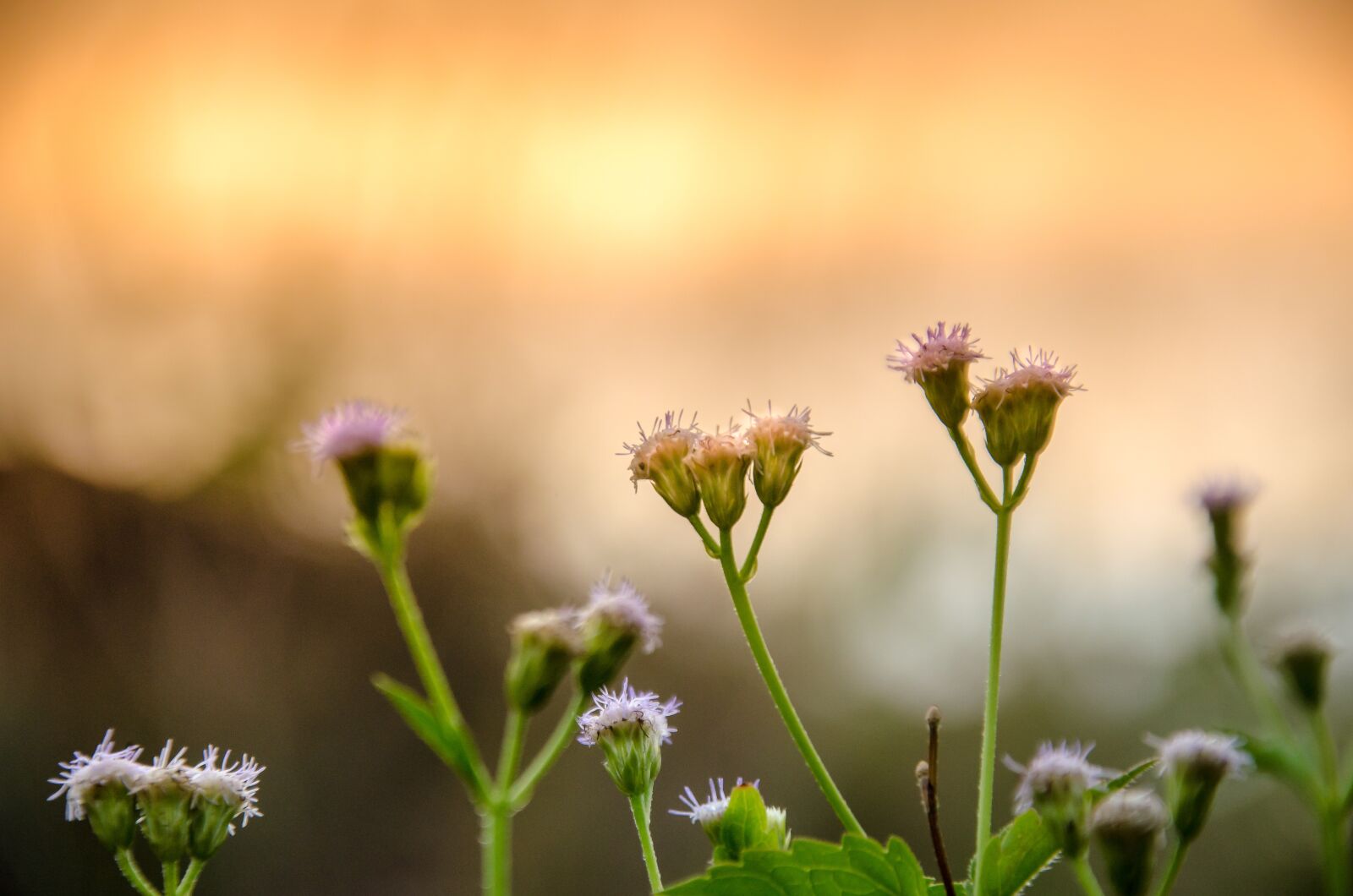 Nikon D5100 sample photo. Wildflowers, wildflowers in the photography