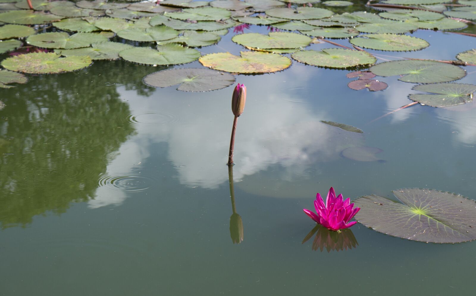 Sony Alpha NEX-F3 + Sony E 18-55mm F3.5-5.6 OSS sample photo. Lily, water, natural photography