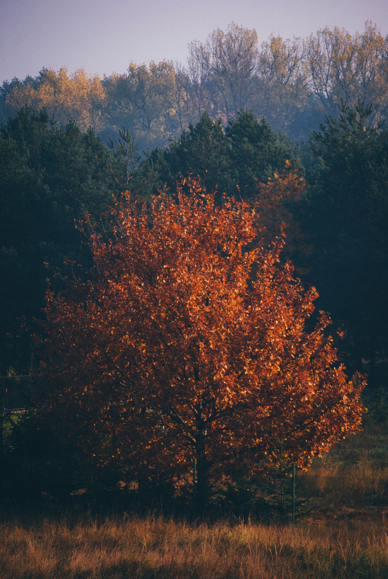Nikon D60 sample photo. Trees, forest, woods photography