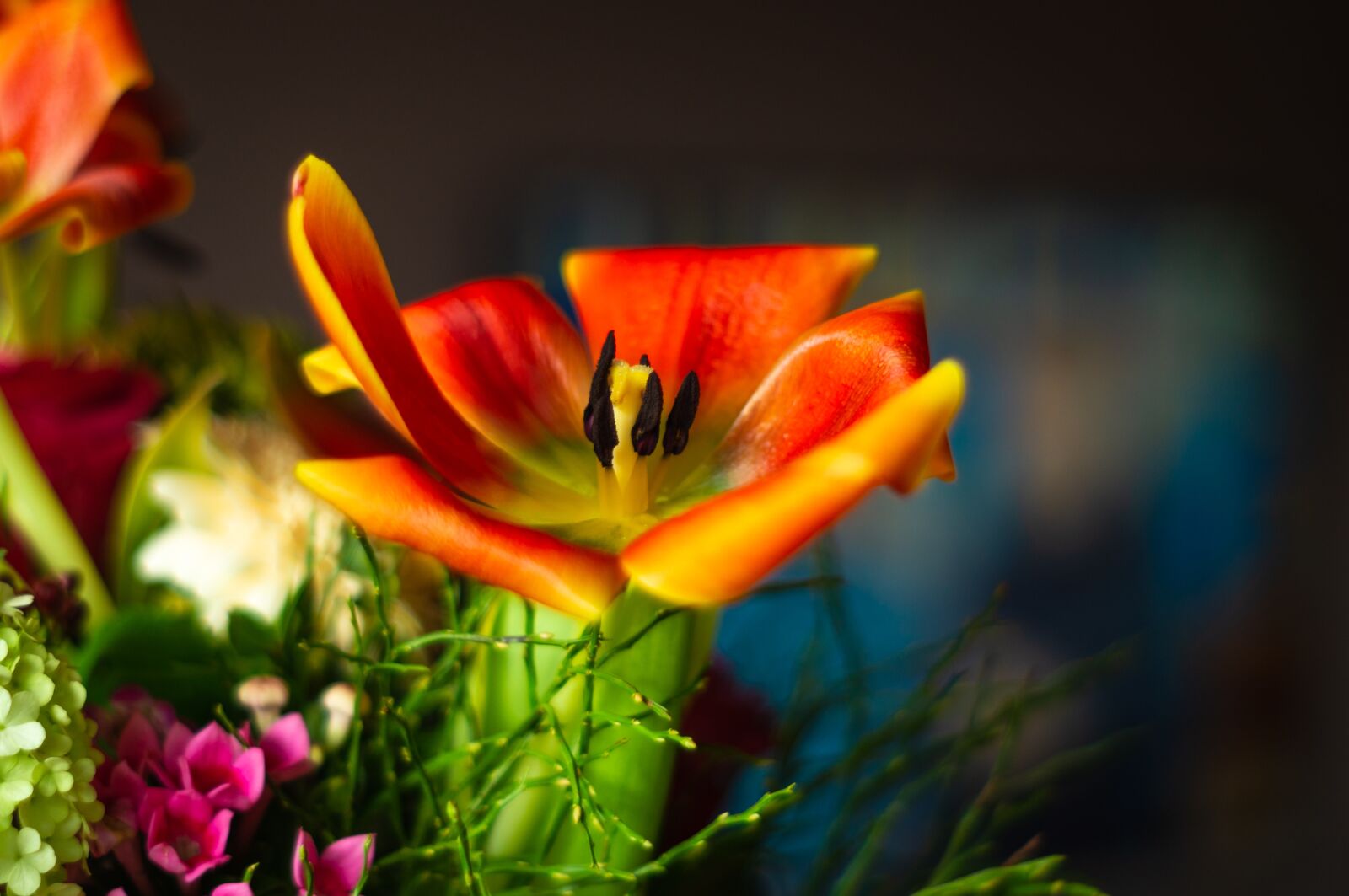 Minolta AF 50mm F1.7 sample photo. Flower, tulip, spring photography