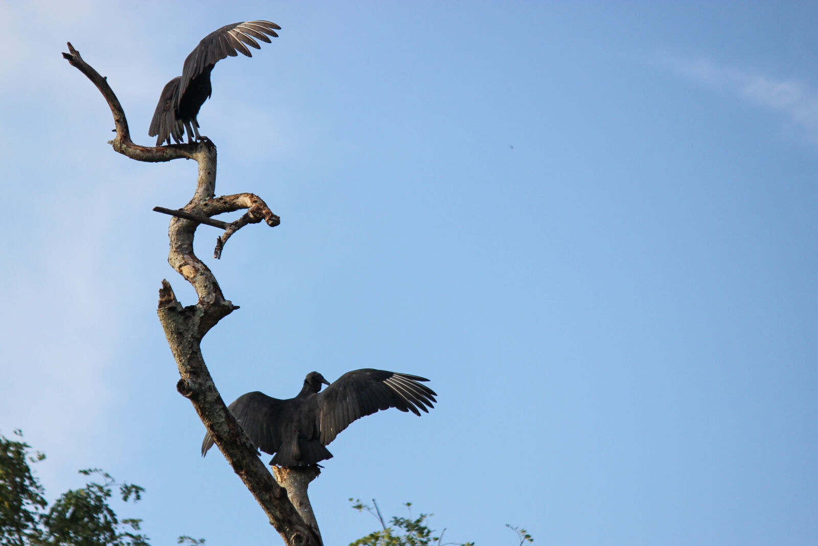 Canon EF-S 55-250mm F4-5.6 IS II sample photo. Bird, black, vulture, buitre photography