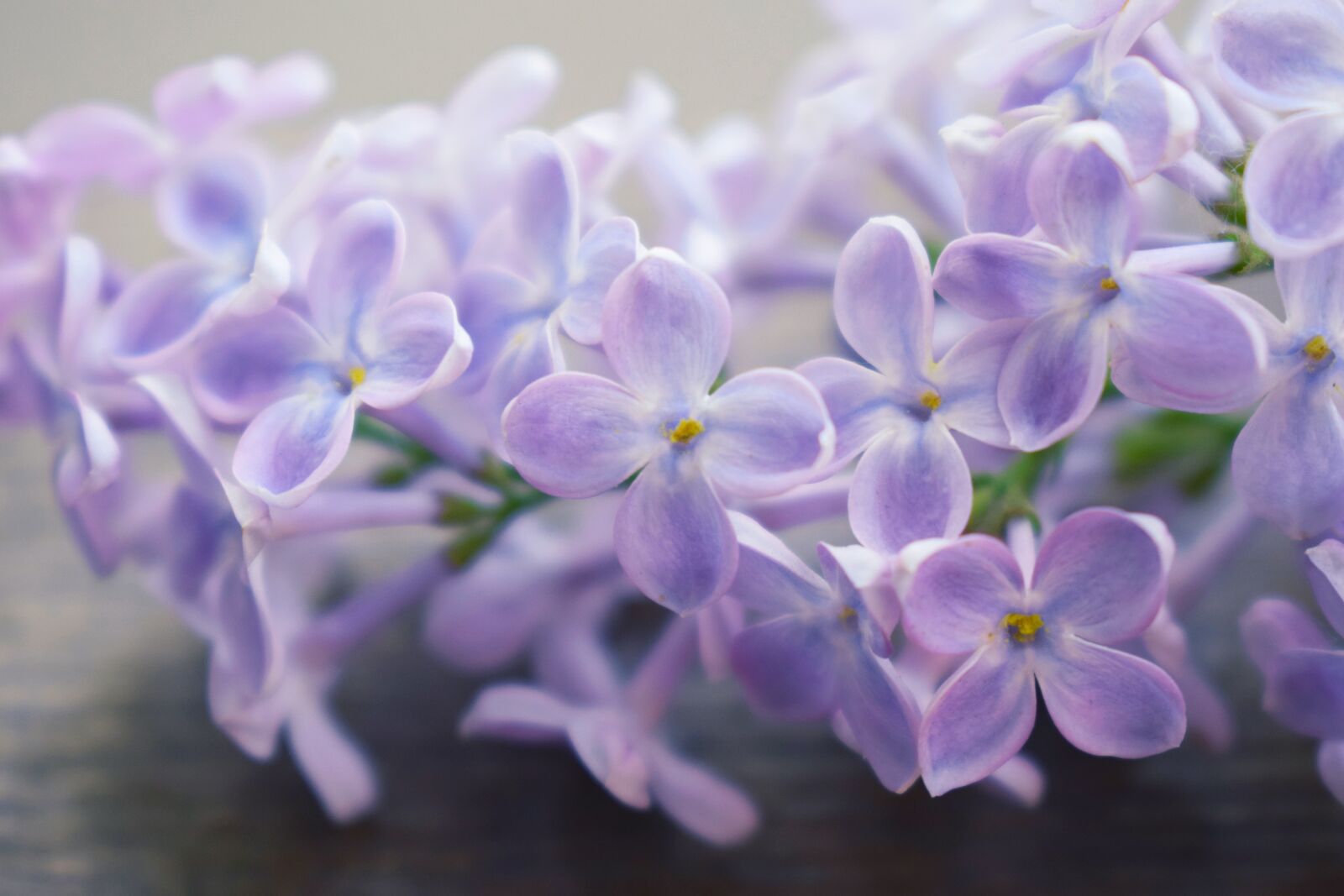 Nikon D3300 sample photo. Lilac, macrophoto, macro photography