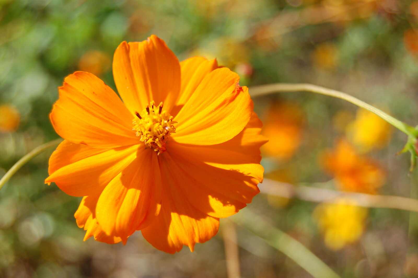 Nikon D50 + AF-S DX Zoom-Nikkor 18-55mm f/3.5-5.6G ED sample photo. Orange, orange, flower photography