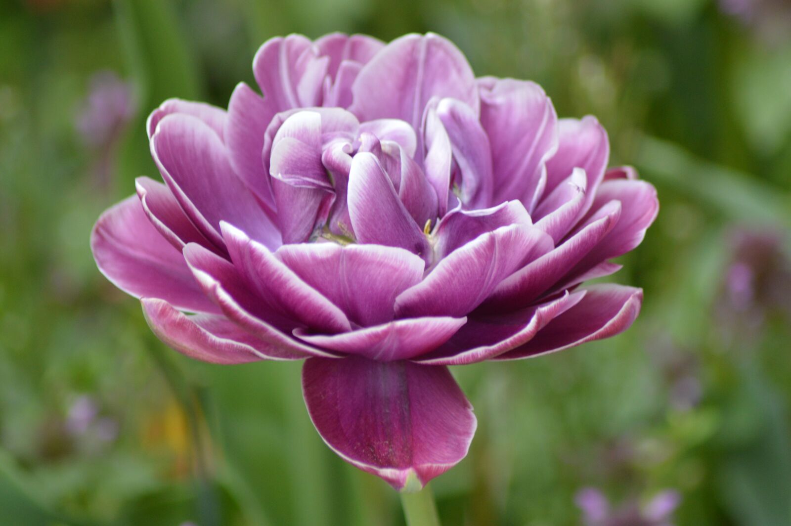Nikon D3200 sample photo. Flower, beautiful, nature photography