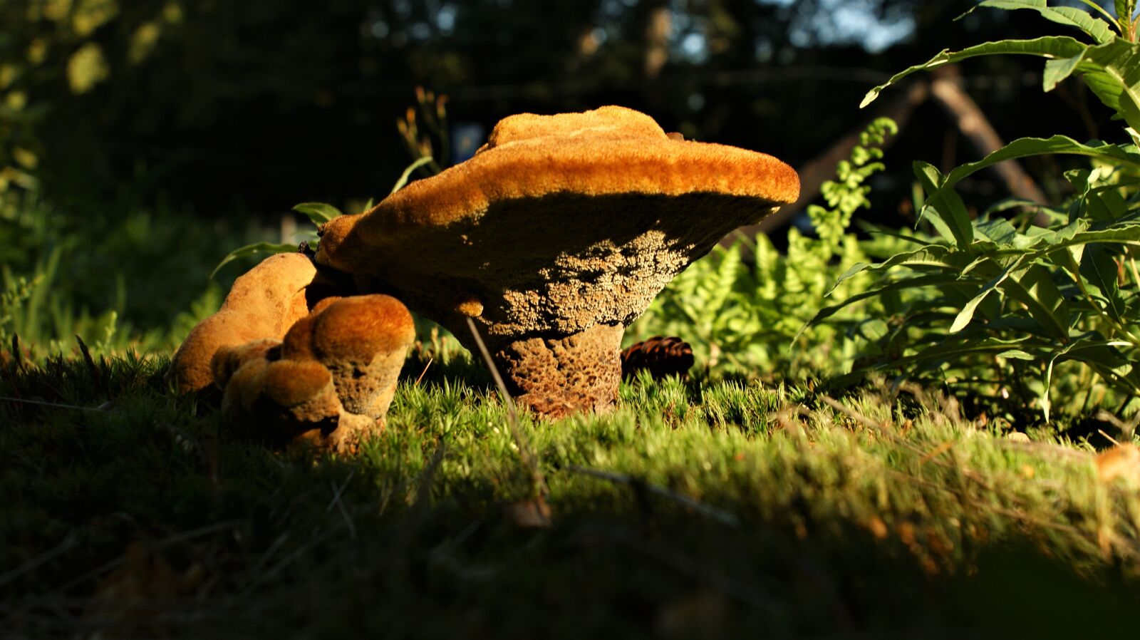 Sony Alpha DSLR-A350 sample photo. Mushroom, autumn, grass photography