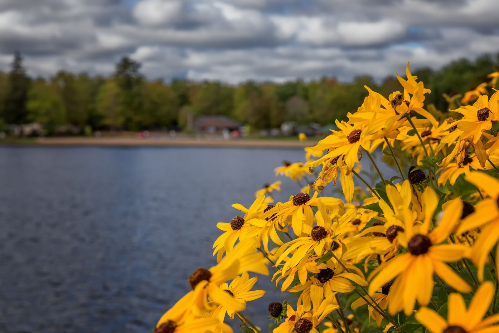 Canon EOS 6D sample photo. Flowers, river, nature photography