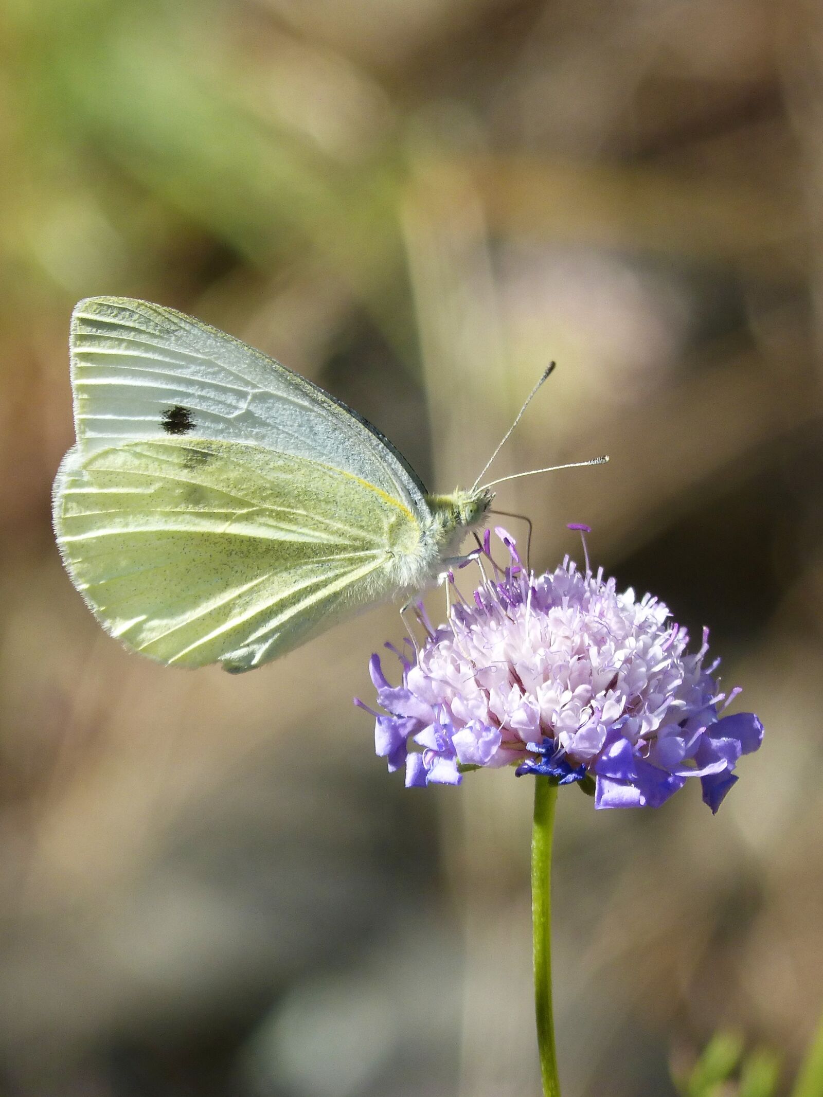 Panasonic DMC-FZ62 sample photo. Blanquita of cabbage, butterfly photography