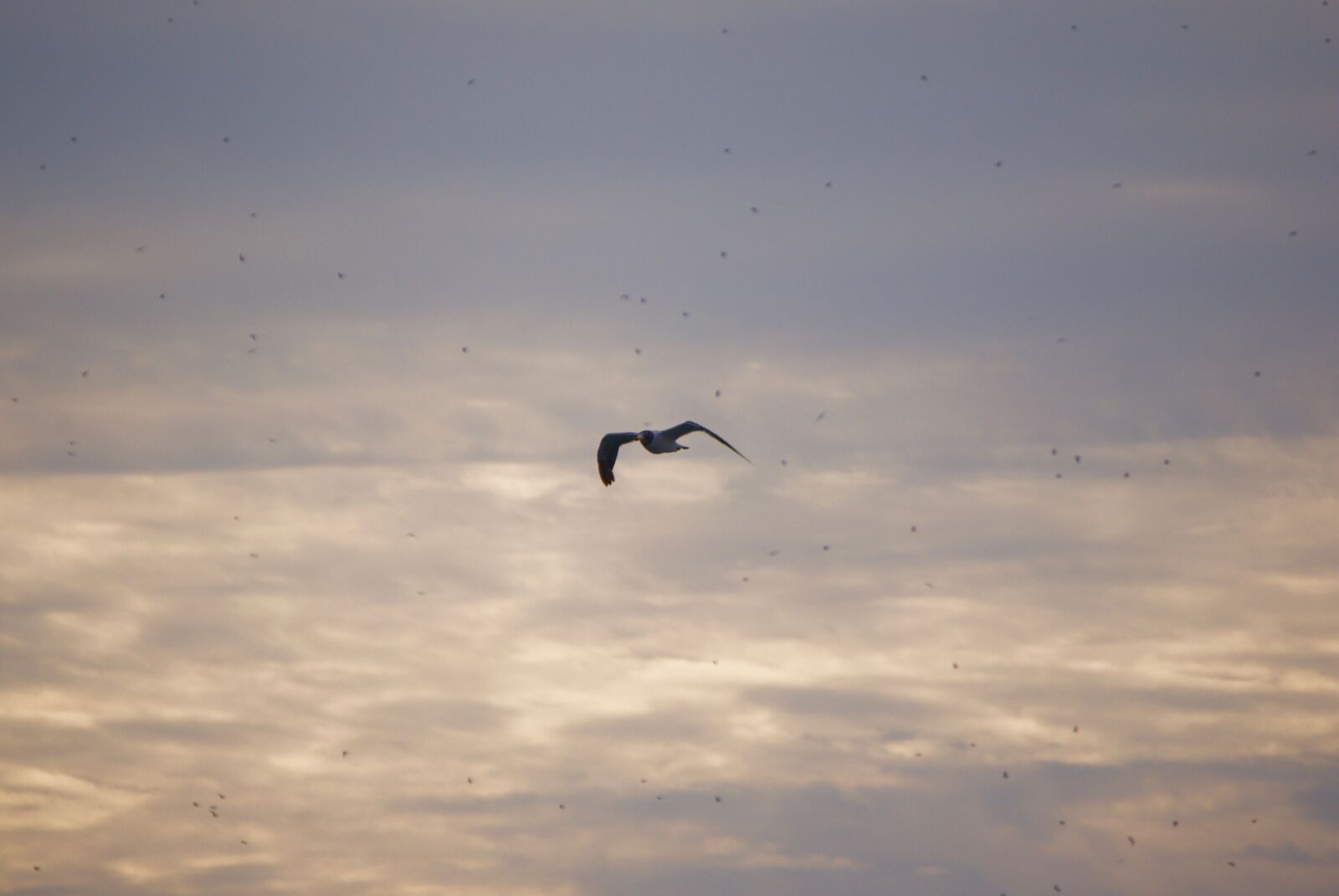 Nikon D3000 sample photo. Seagull, bird, sea photography