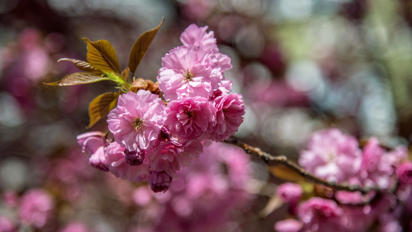 Nikon D850 sample photo. Tree, pink, cherry photography