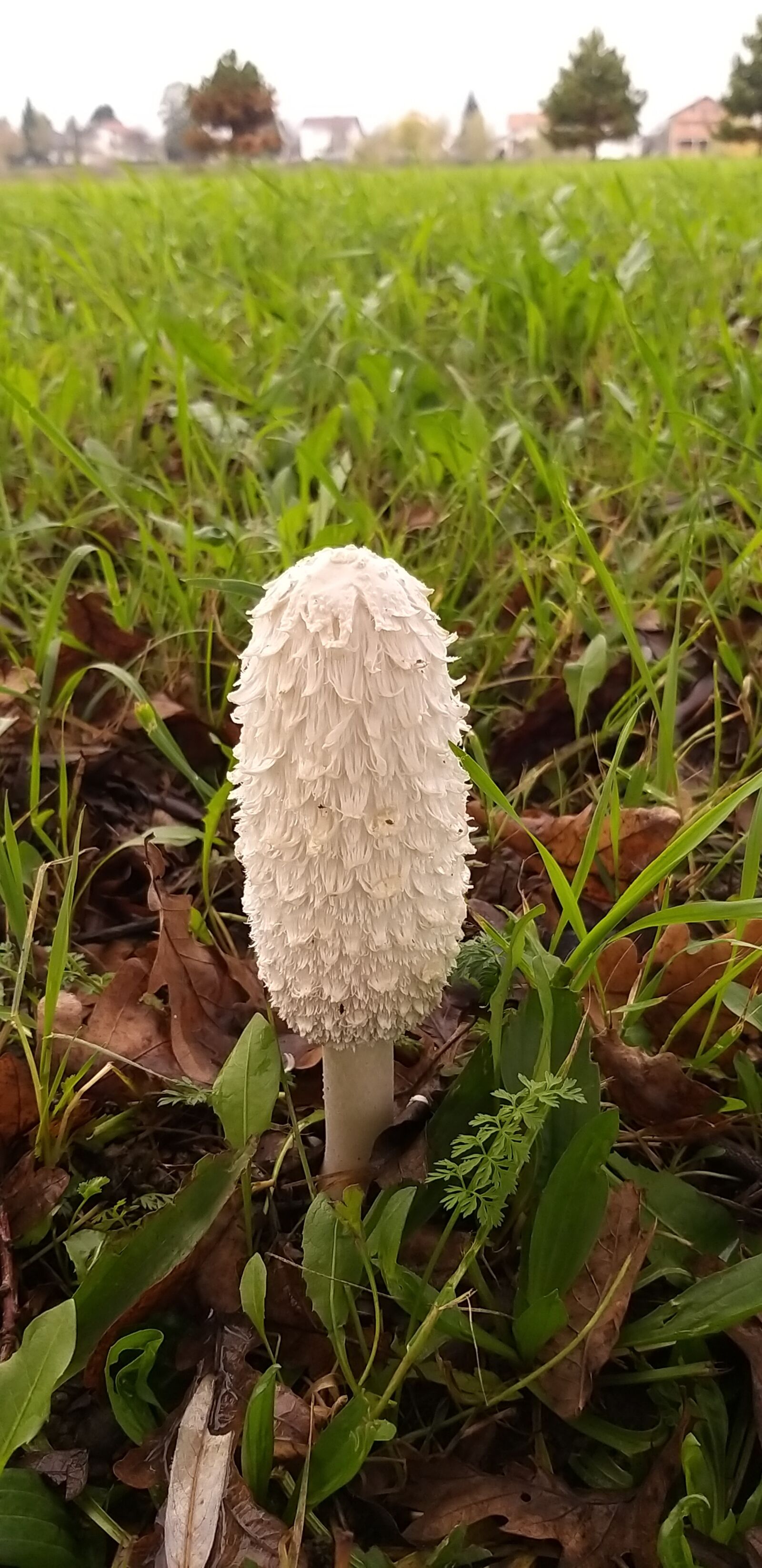 Samsung Galaxy A9 (2018) sample photo. Autumn, mushroom, life photography
