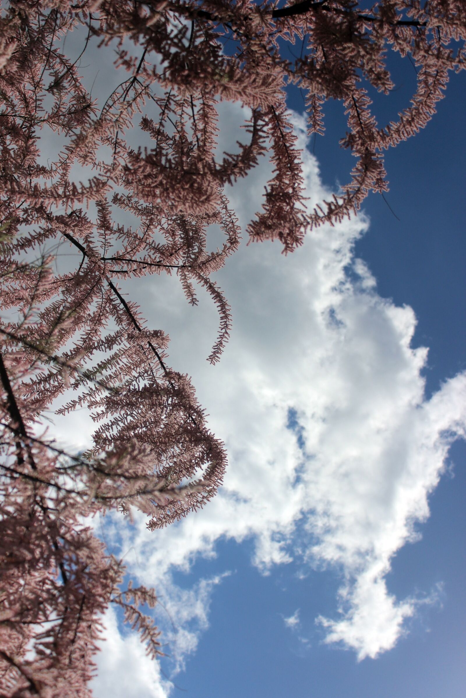 Canon EOS 600D (Rebel EOS T3i / EOS Kiss X5) sample photo. Tamarisk, bush, sky photography
