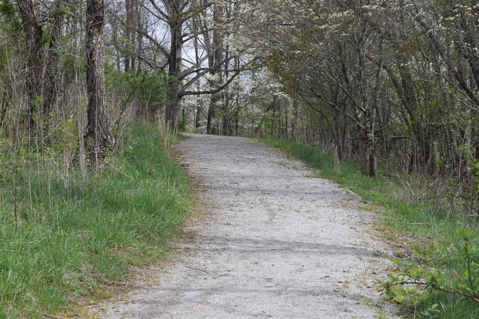 Nikon D3300 sample photo. Road, path, woods photography