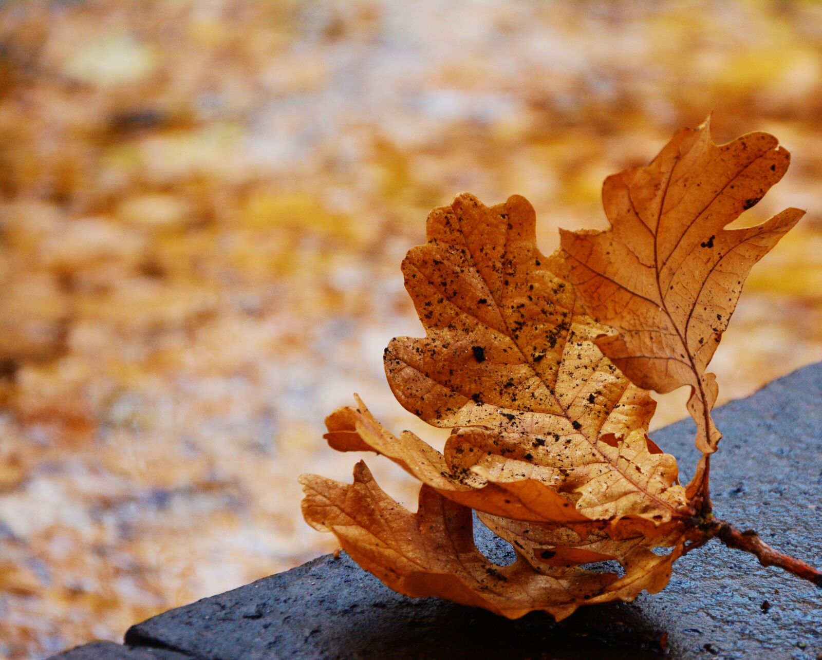 Nikon D5200 sample photo. Fall foliage, oak leaf photography