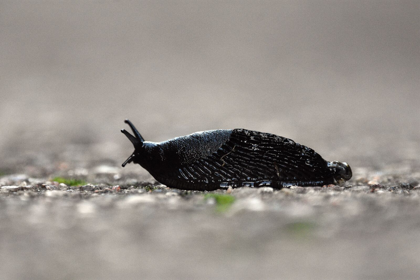 Nikon D3400 sample photo. Snail, horns, insect photography