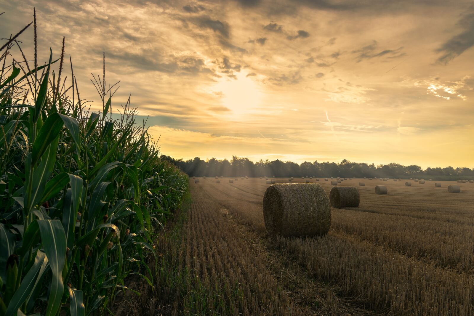 Nikon D5300 sample photo. Harvest, cornfield, agriculture photography