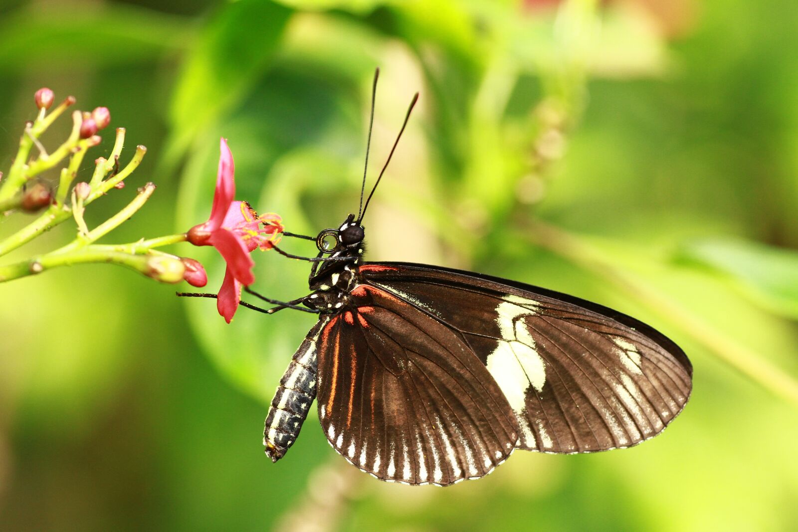 Canon EOS 7D sample photo. Butterfly, outdoor, nature photography