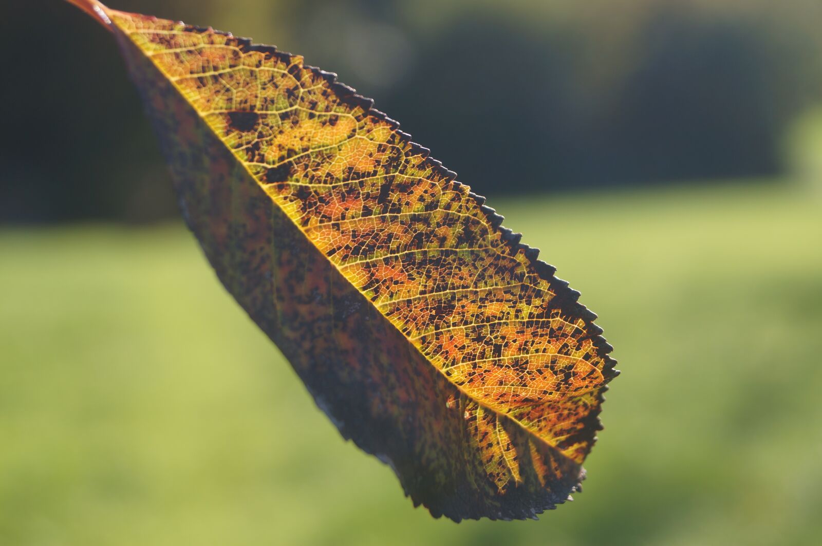 Sony SLT-A37 sample photo. Leaf, leaves, autumn photography