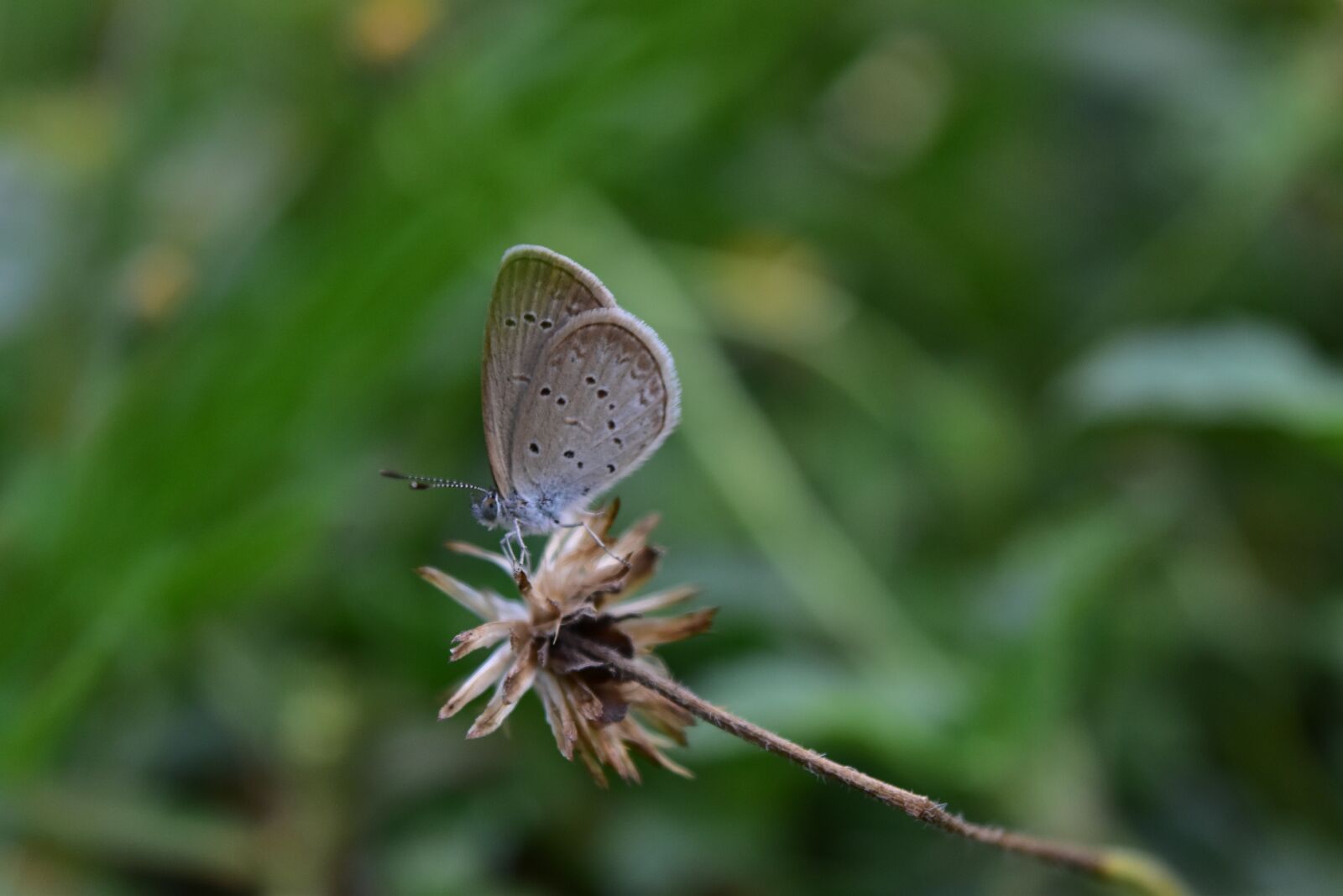 Nikon D5500 sample photo. Butterfly, insect, nature photography
