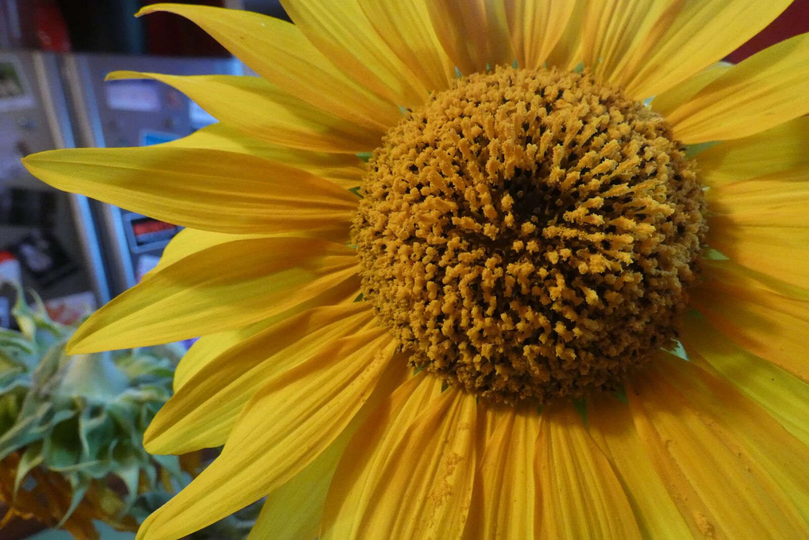 Panasonic DC-FZ83 sample photo. Sunflower, yellow, bloom photography