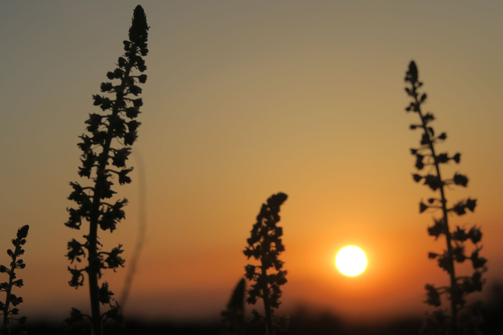 Canon PowerShot G7 X sample photo. Sunset, nature, dawn photography
