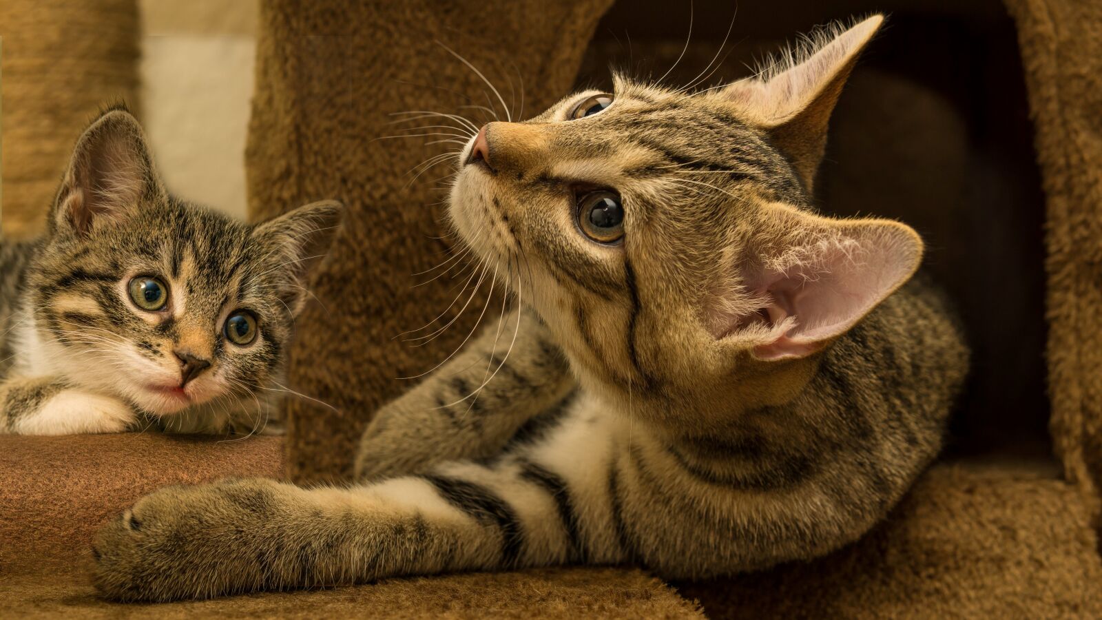 30mm F1.4 DC DN | Contemporary 016 sample photo. Cat, small, mackerel photography