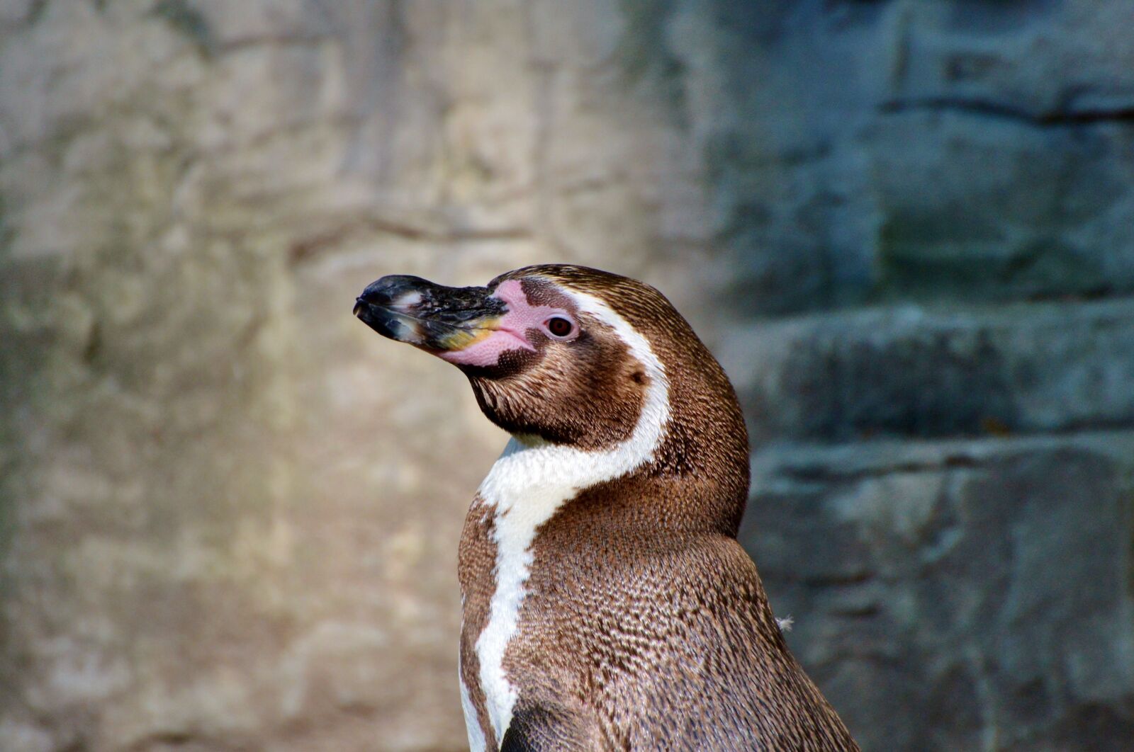 Nikon D3200 sample photo. Penguin, bird, water bird photography