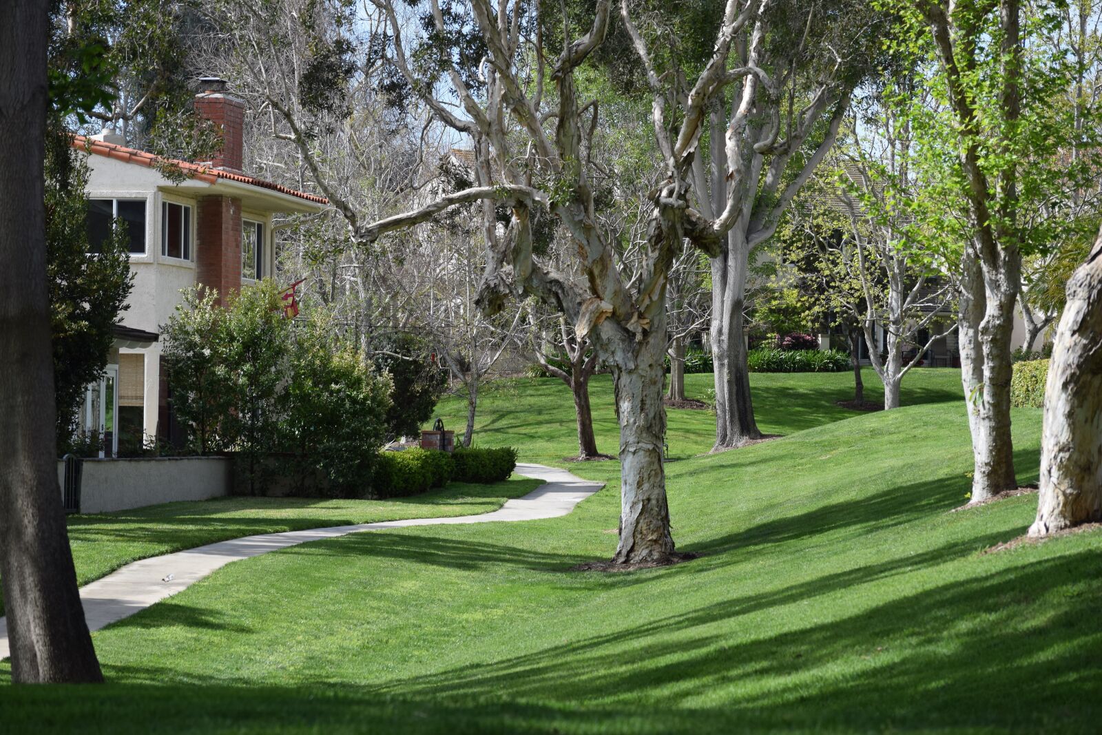 Nikon D3300 sample photo. Sidewalk, trees, greenbelt photography