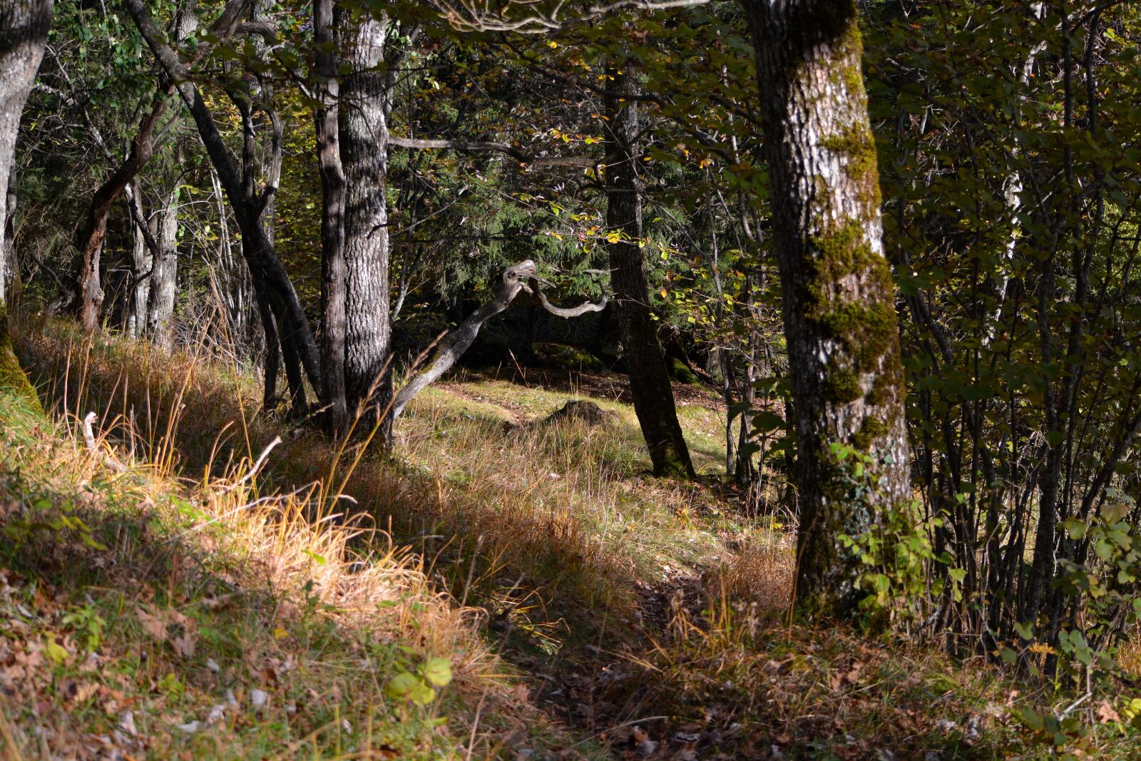 Nikon D7100 sample photo. Forest, away, nature photography