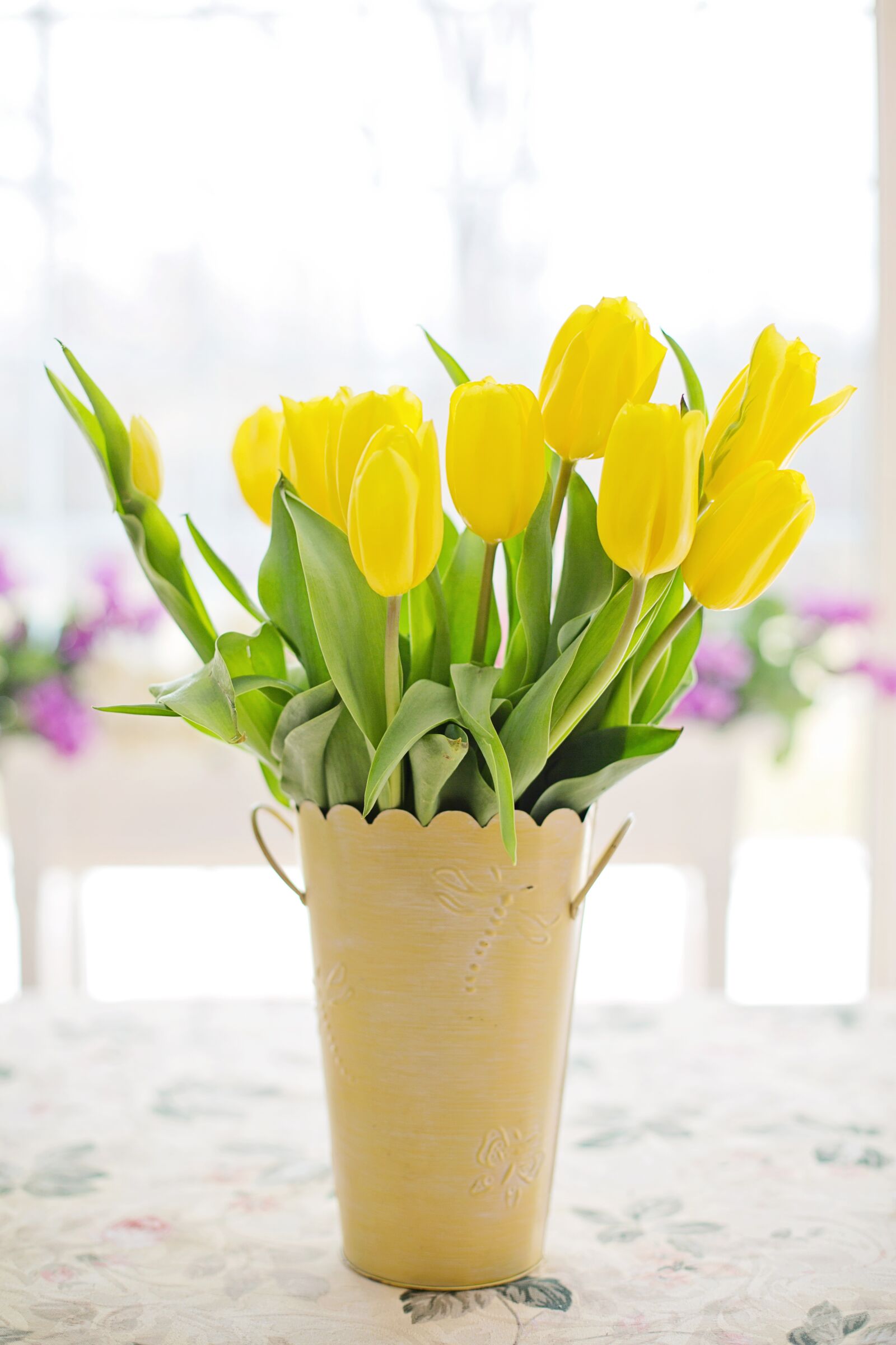 Canon EF 50mm F1.4 USM sample photo. Tulips, yellow, spring photography