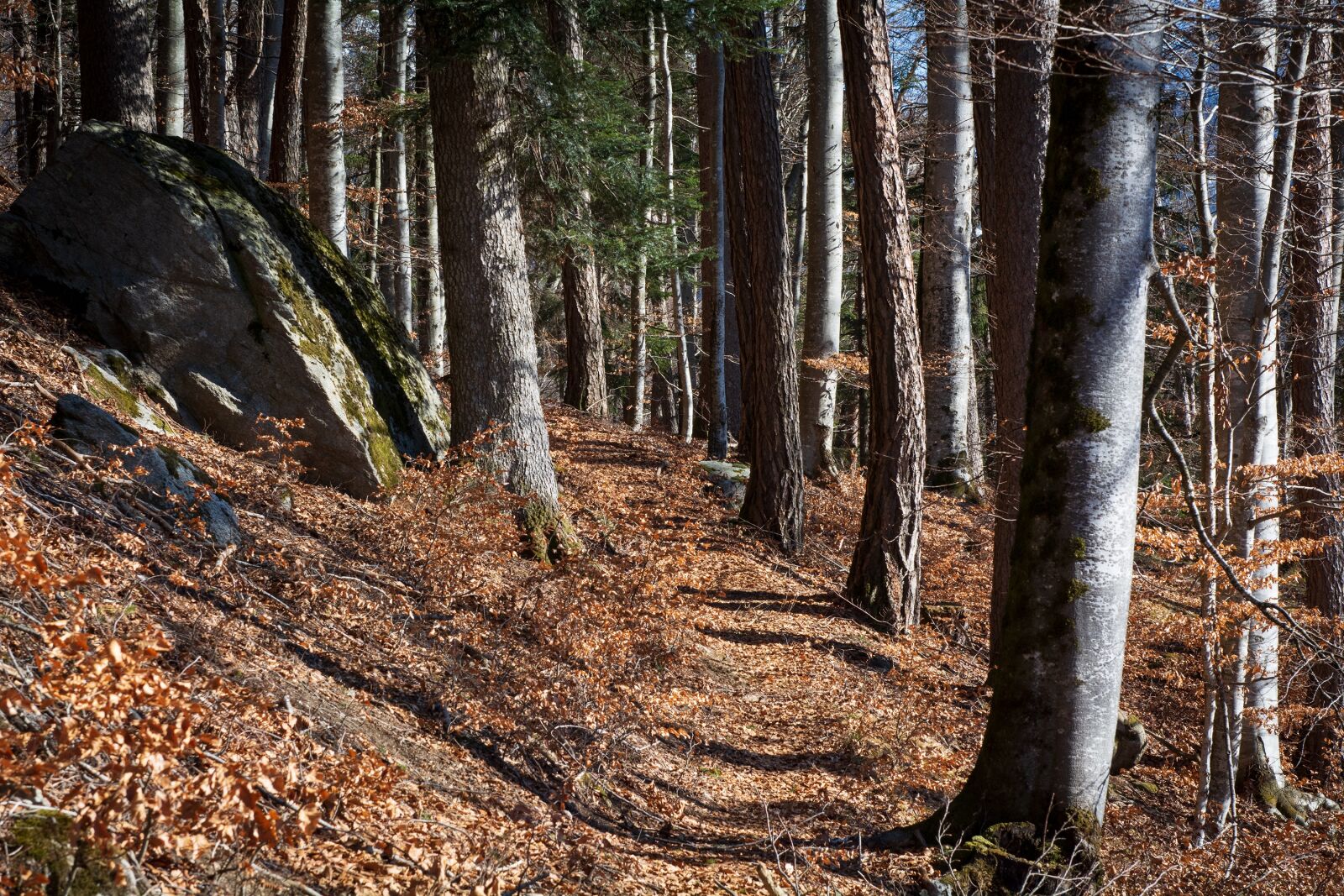 Nikon D7100 sample photo. Forest path, away, nature photography