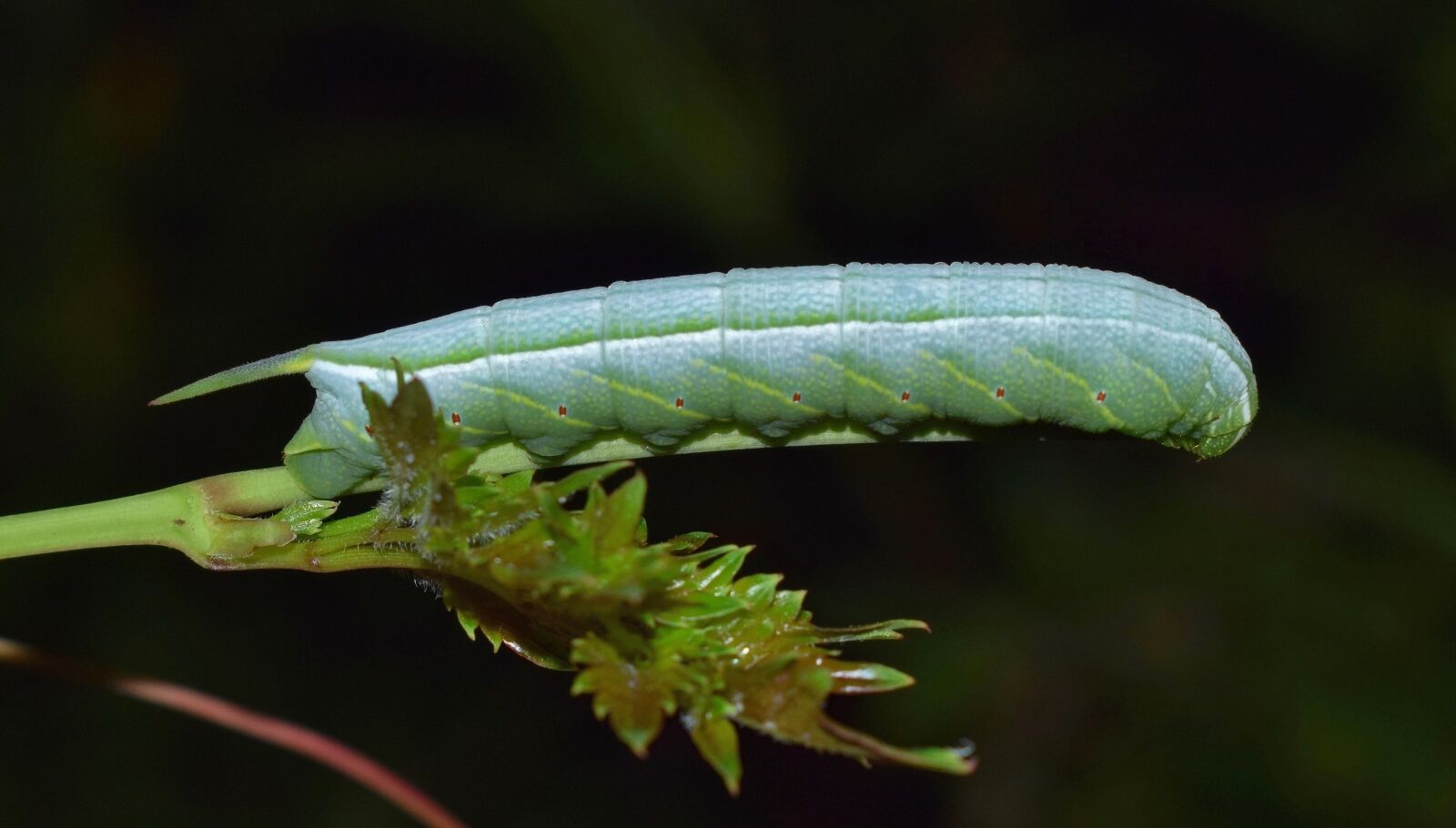 Nikon D5300 sample photo. Caterpillar, larvae, banded sphinx photography